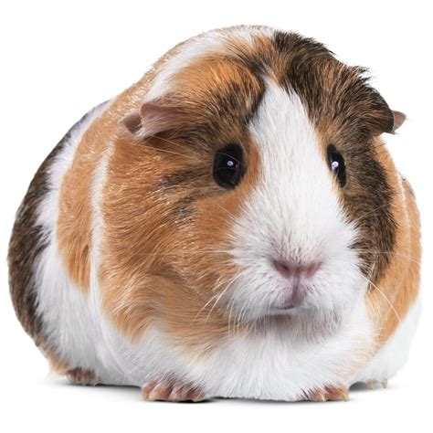 Orders greater than 49. . Guinea pig price petco